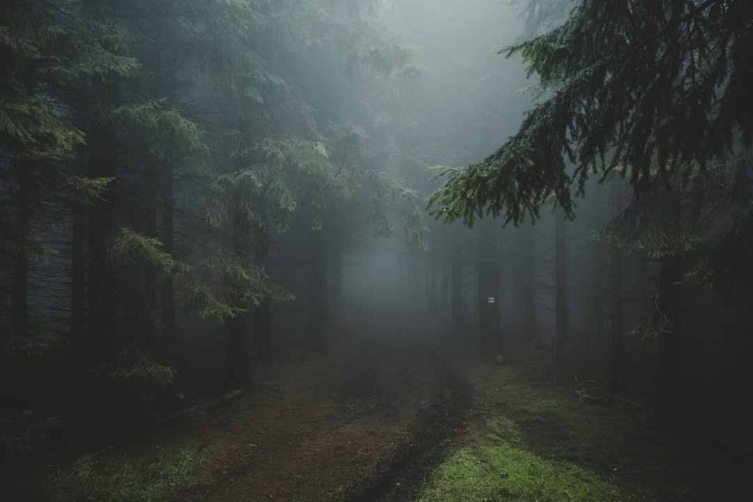 Jesus in the Forest Mist