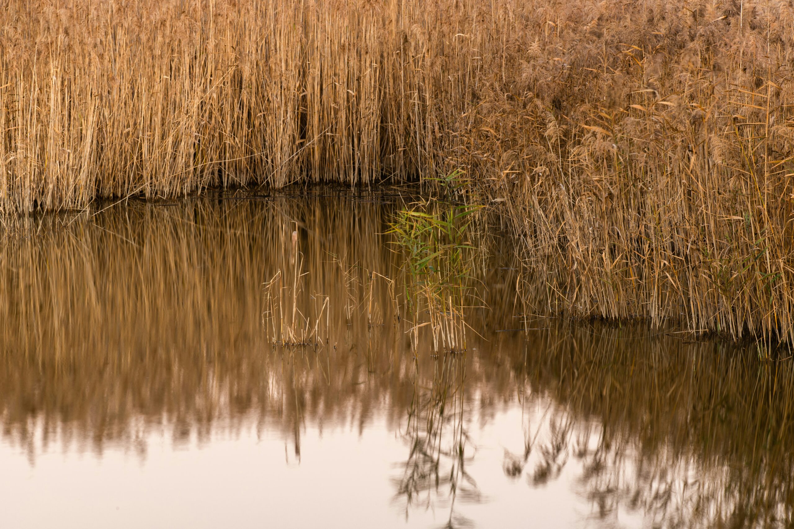 Mourning Beside Still Waters