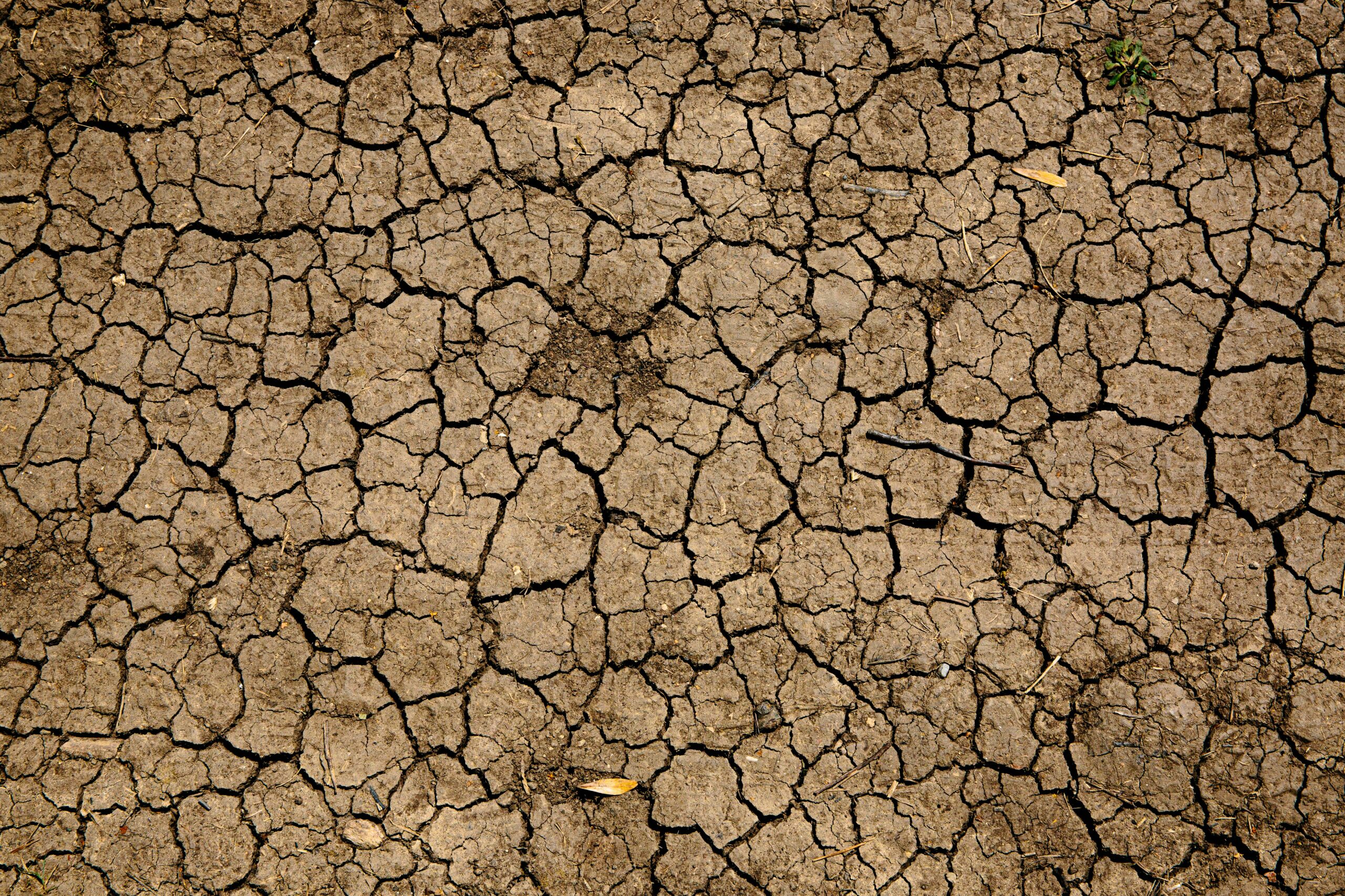 The Desert of Dryness