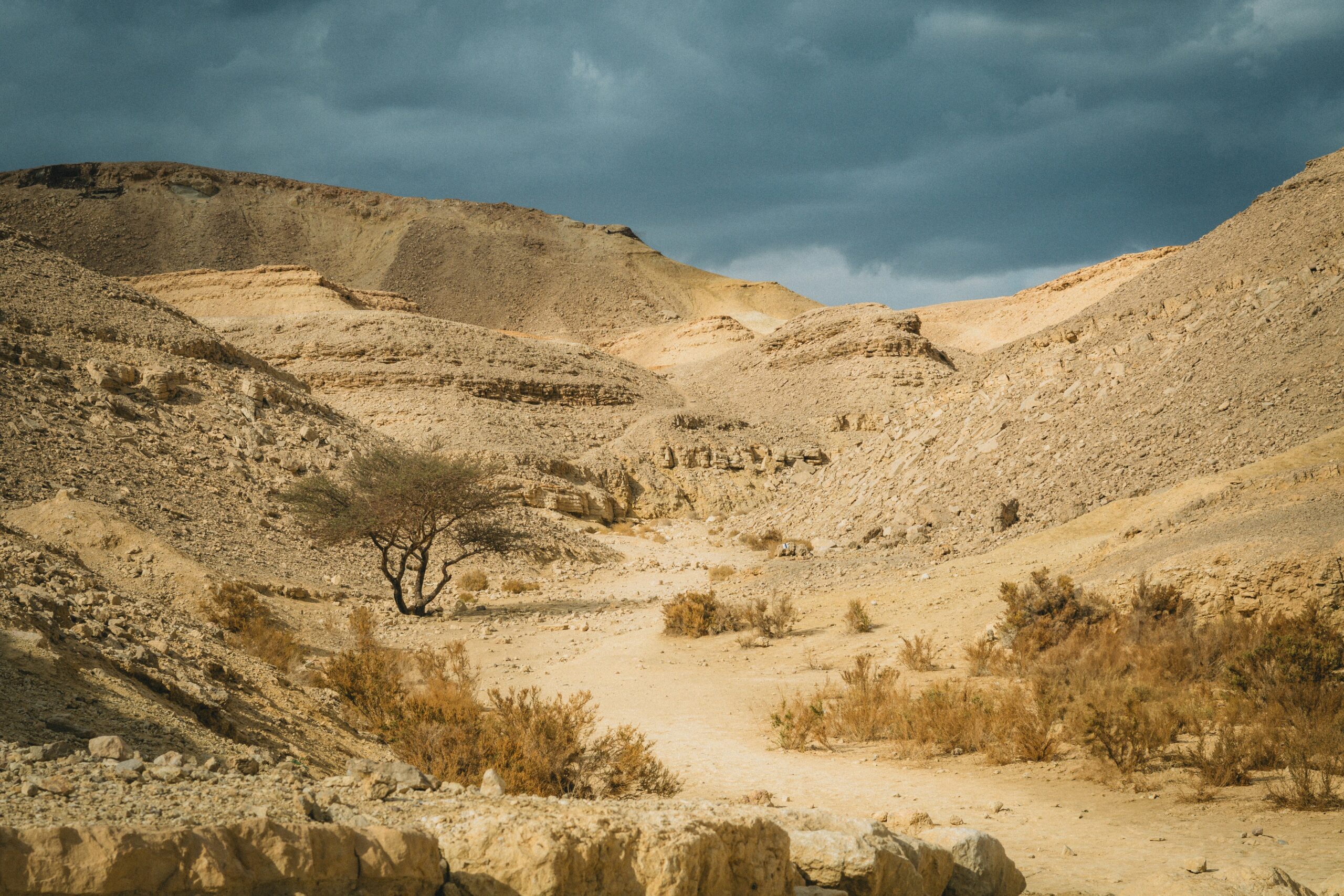 The Test in the Wilderness